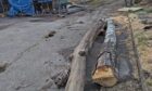 The law states that it is an offence to ignore an official tree restocking order without reasonable reason. Image: Supplied