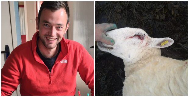 A Highland farmer had one of his sheep killed by a tourist's dog in Laide. Picture shows the dead sheep. Image supplied by Andrew Ross.